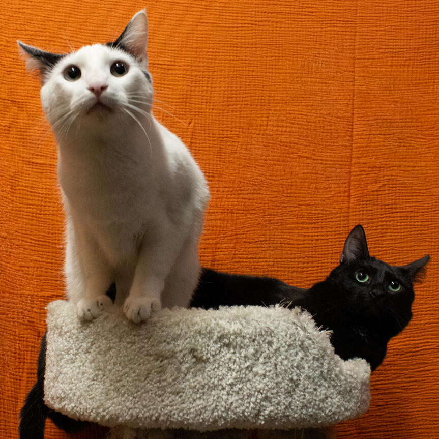 Kiki & Frankie