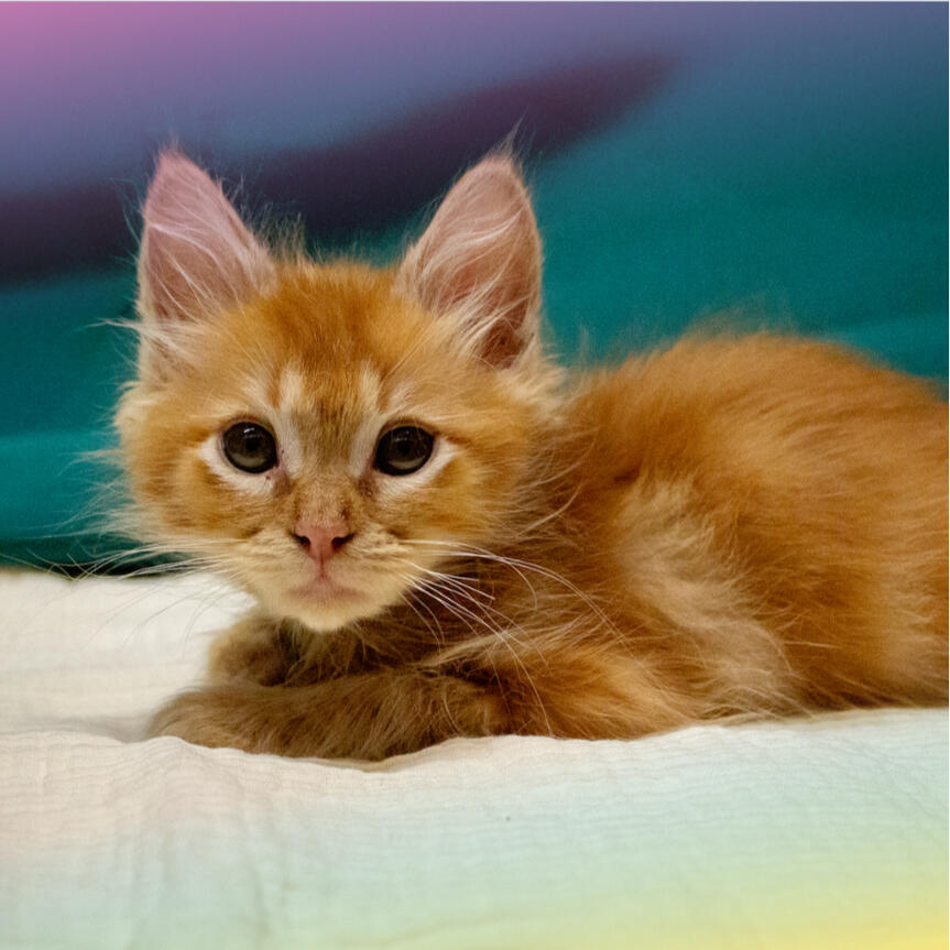 Cheddar