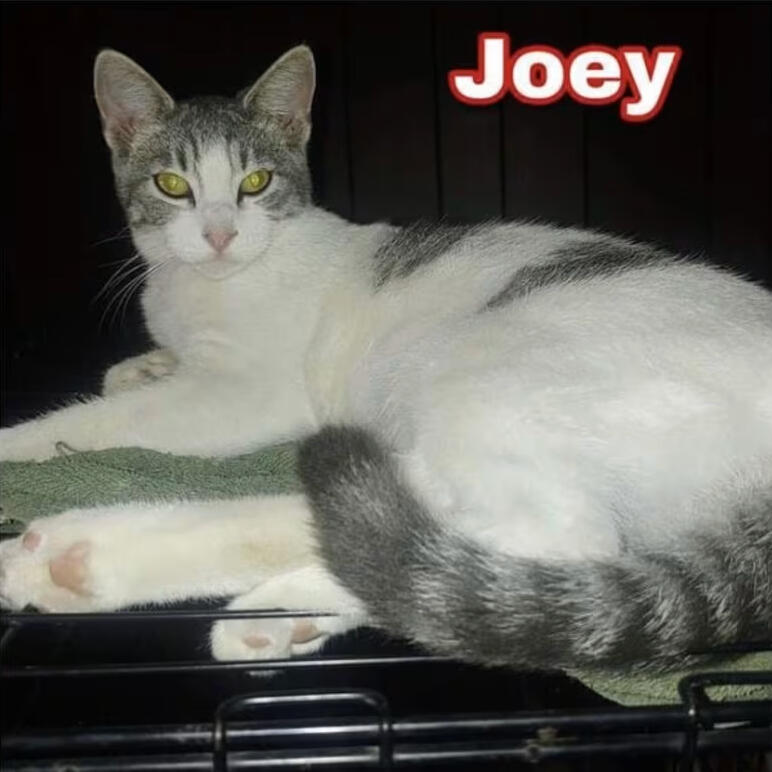 Joey