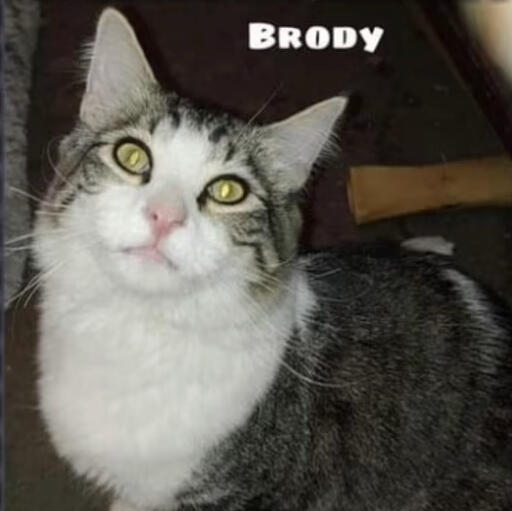 Brody