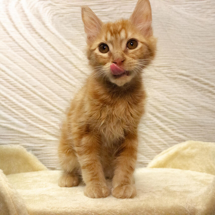 Cheddar